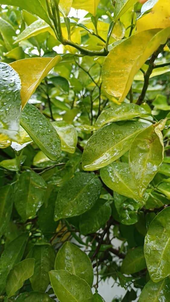 از قشنگی های حیاط بعد از باران در تاریخ ۱۴۰۴/۱۰/۰۸